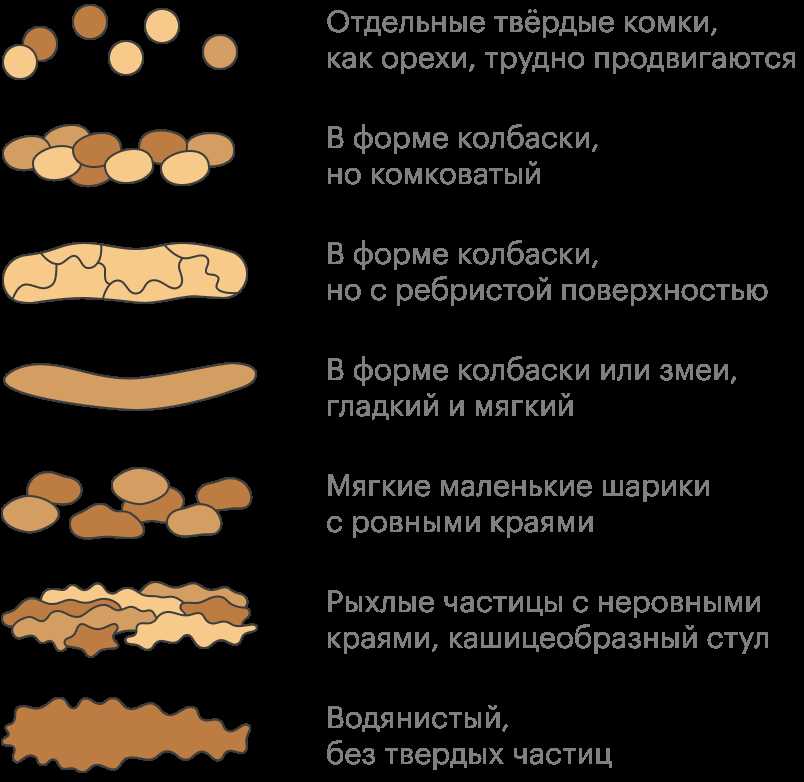 Что является нормальным стулом у взрослого