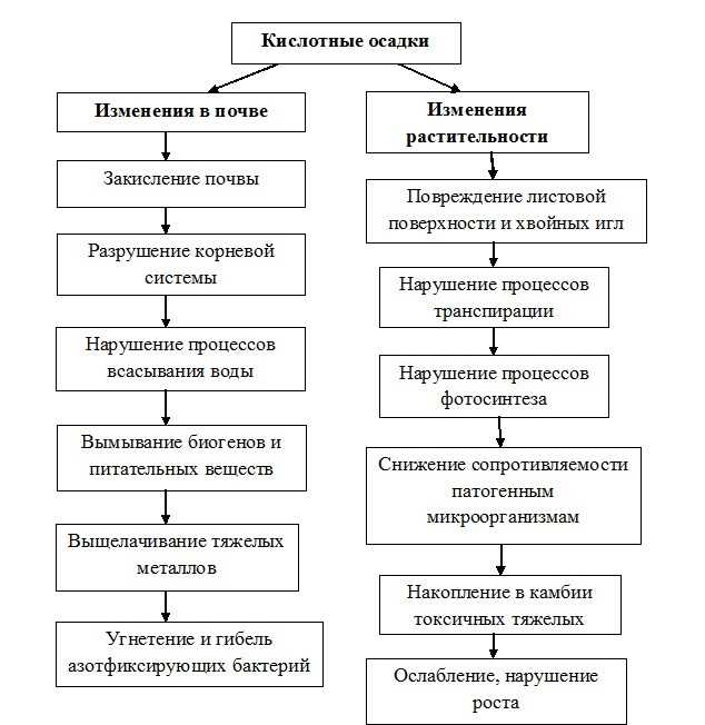 Объясните какой вред растениям наносят кислотные дожди