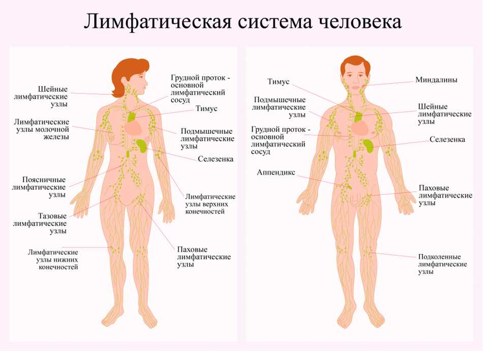 Опасности наличия двух селезенок у человека