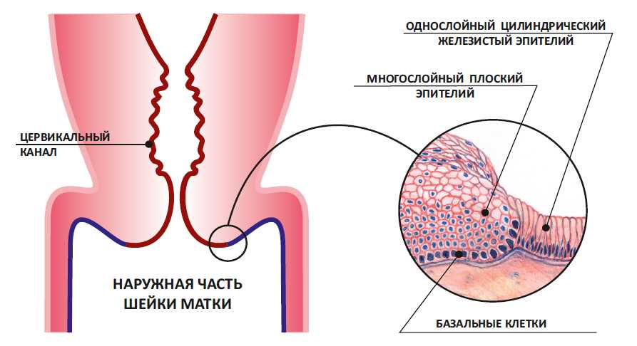 Что такое клетки зоны трансформации и их роль в цитологии