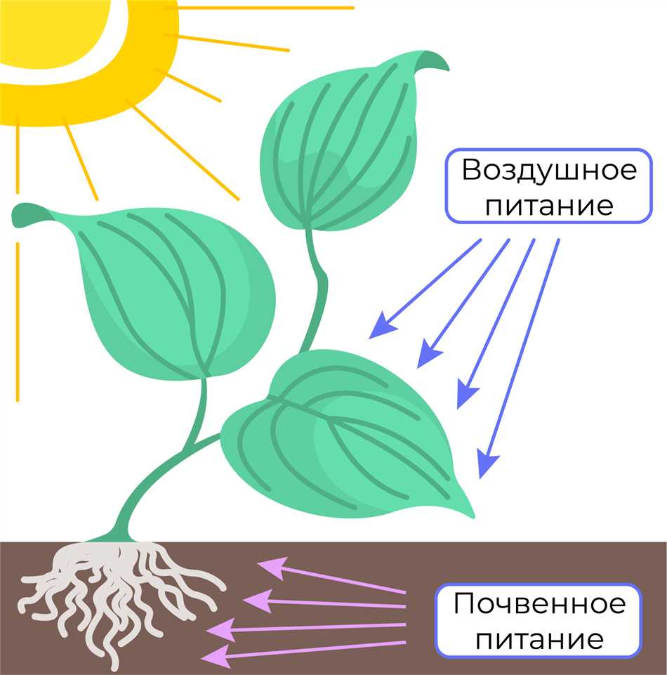 Питание растений: что они получают из почвы?