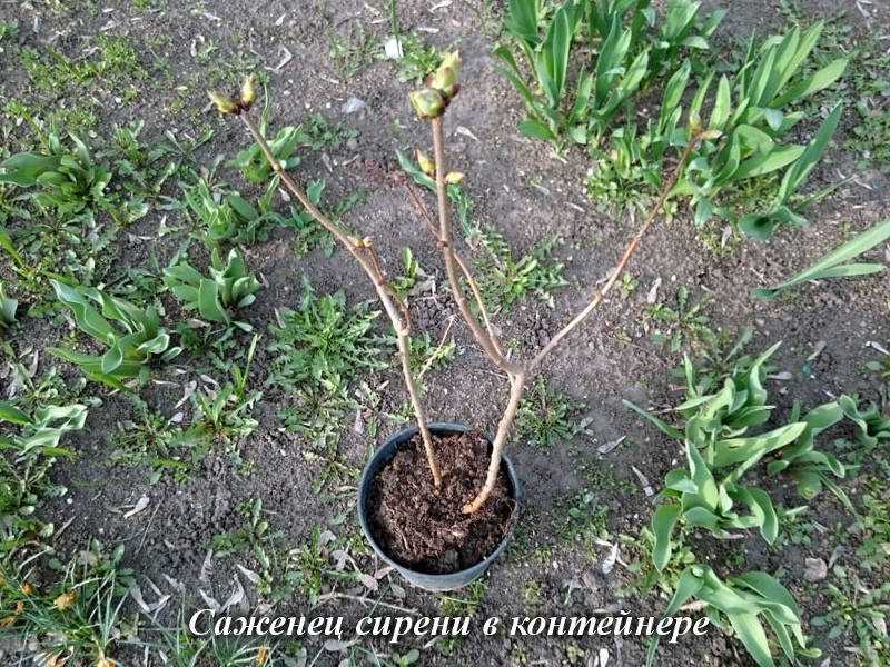 Проверьте корни саженца