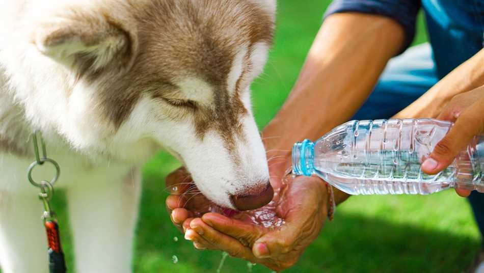 Почему собака пьет только воду?