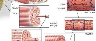 Почему мышцы сводятся после тренировки и как избежать этого