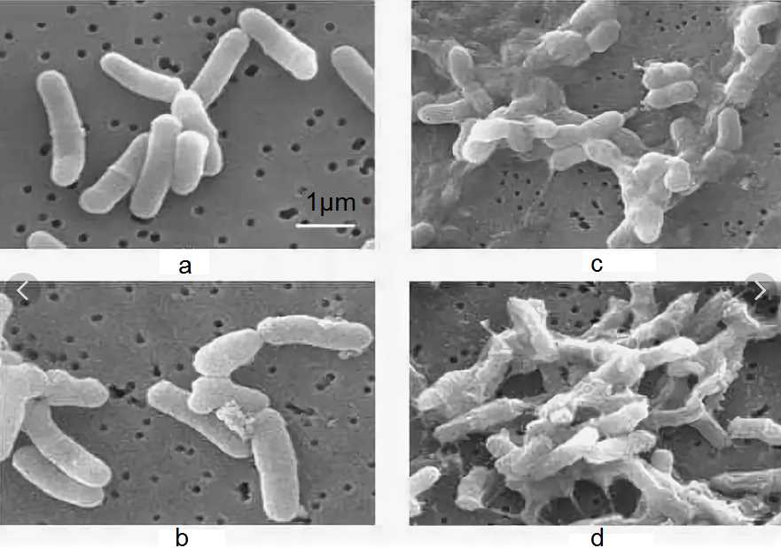 Применение Propionibacterium freudenreichii: