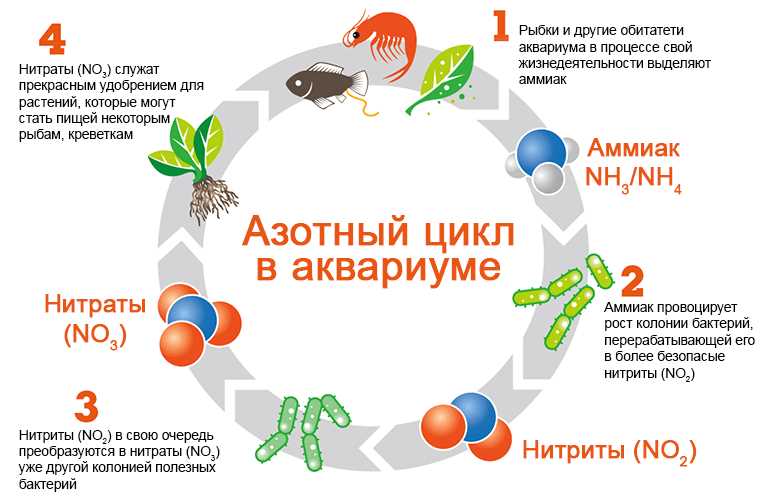 Разница между аммонием и аммиаком