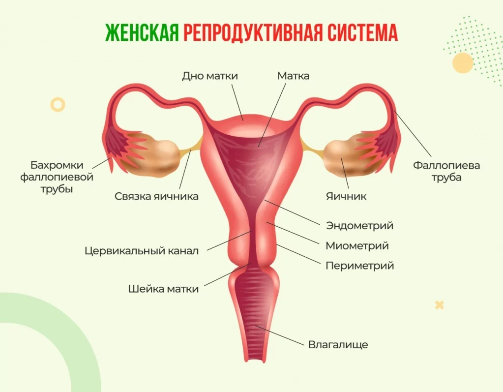 Родовой канал: что это такое и как он работает