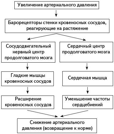 Гуморальный фактор и его роль в регуляции дыхания