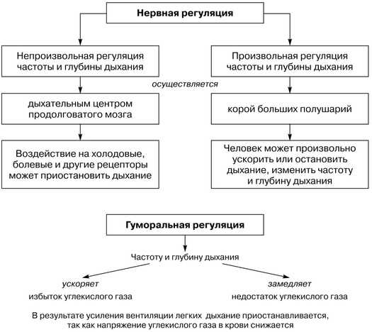 Взаимодействие гуморального фактора с другими регуляторными системами