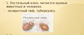 Клопы: маленькие создания, огромная роль в природе