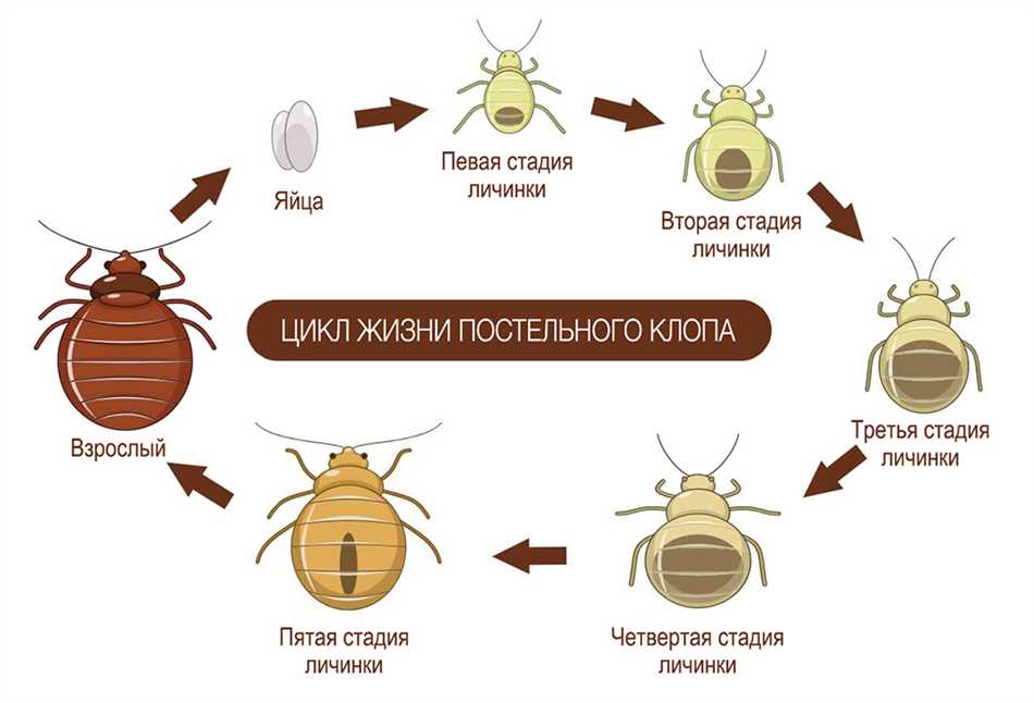 Роль и значение клопов в природе