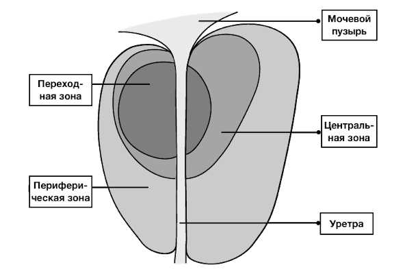 Причины возникновения ЗНО предстательной железы