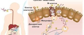 Распространение сальмонеллы в яйцах: причины, симптомы и меры предотвращения