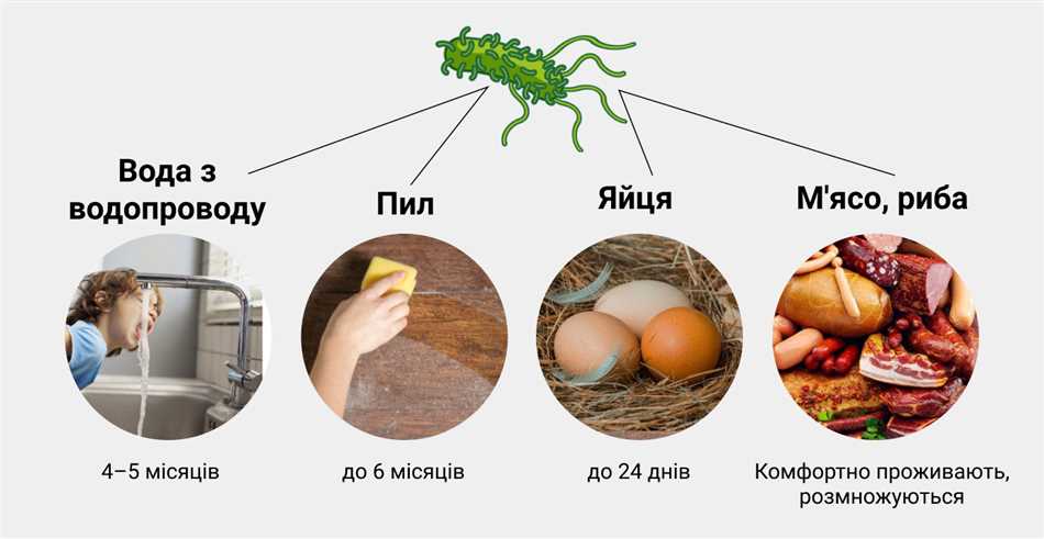 Сальмонеллез у кур: симптомы, причины и способы профилактики