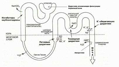 Салуретики: что это такое и как они влияют на организм