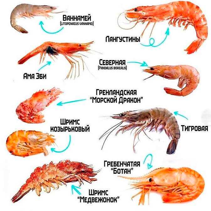 Цена самой дорогой креветки и причины ее высокой стоимости