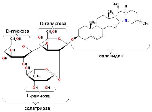 Сапонины: что это и как они действуют