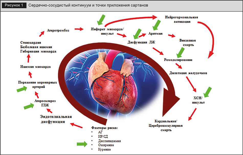 Профилактика развития фиброза миокарда