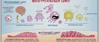 Секреторная фаза менструационного цикла: функции и влияние на организм