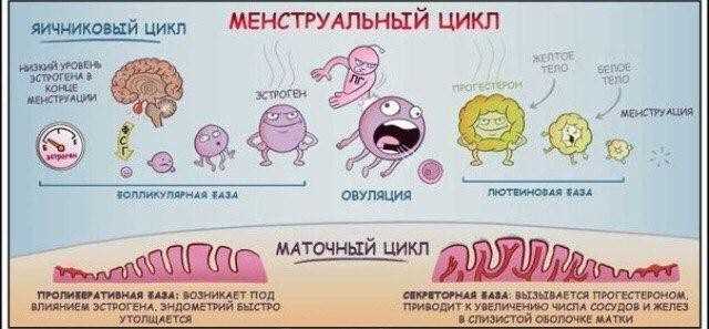 Секреторная фаза менструационного цикла: что это такое и как влияет на организм