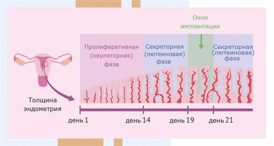 Секреторная фаза менструационного цикла: что это такое и как влияет на организм