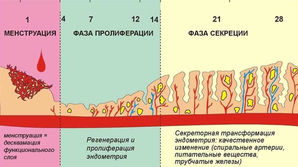 Психологические изменения во время секреторной фазы