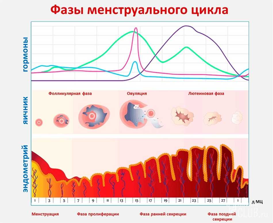 Физические изменения во время секреторной фазы