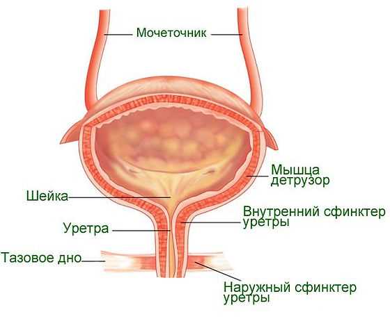 Таблица 1: Функции сфинктера у женщин