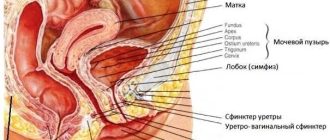 Фото, строение и функции сфинктера у женщин