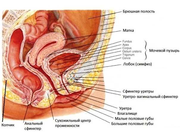 Сфинктер у женщин: фото, строение и функции