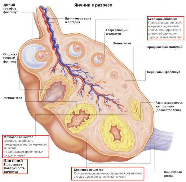 Симптомы заболевания яичников у женщин