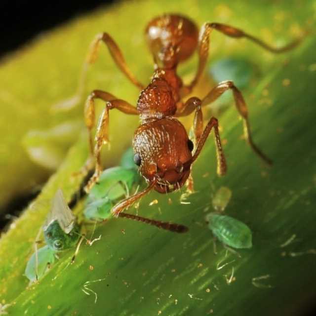 Приметы про муравьев: нашествие в доме, много на участке, прячутся в муравейник